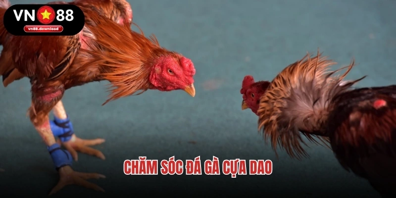 Chăm sóc đá gà cựa dao