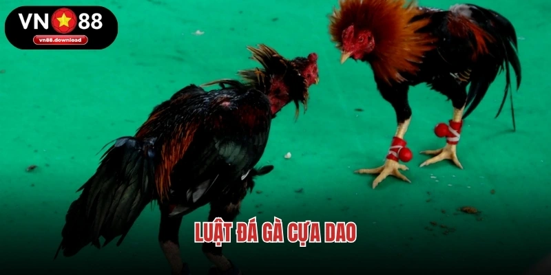Luật đá gà cựa dao