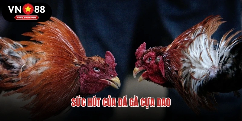 Sức hút của đá gà cựa dao