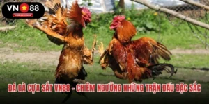 Đá Gà Cựa Sắt VN88 – Chiêm Ngưỡng Những Trận Đấu Đặc Sắc