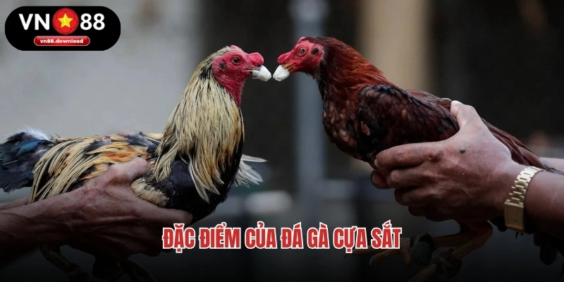 Đặc điểm của đá gà cựa sắt