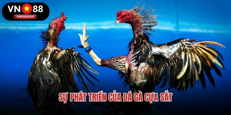 Sự phát triển của đá gà cựa sắt