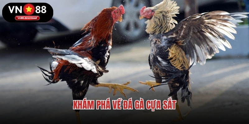 Khám phá về đá gà cựa sắt