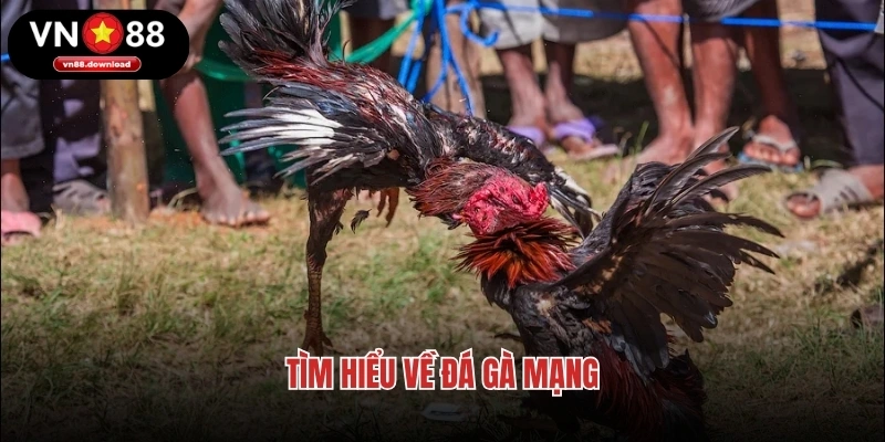 Tìm hiểu về đá gà mạng
