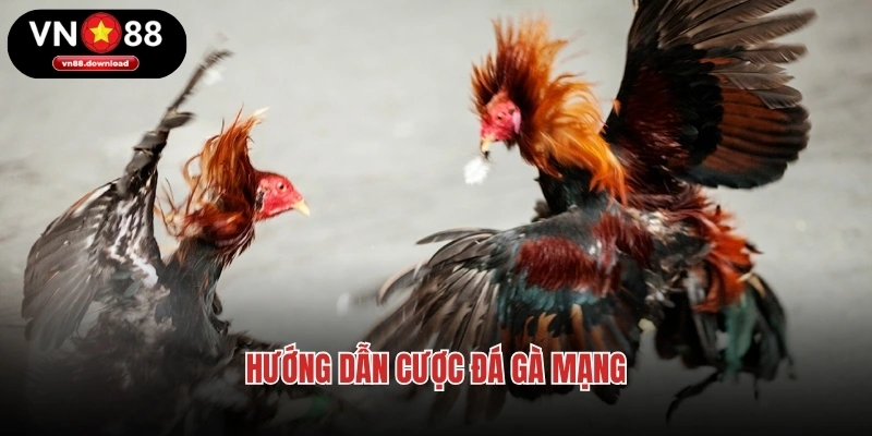 Hướng dẫn cược đá gà mạng