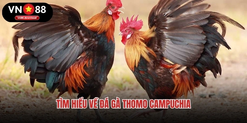 Tìm hiểu về đá gà Thomo Campuchia
