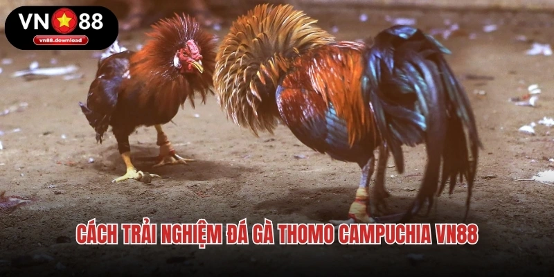 Cách trải nghiệm đá gà Thomo Campuchia VN88