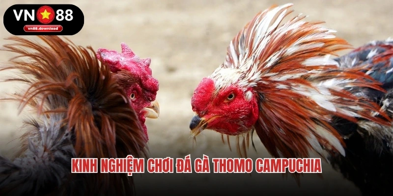 Kinh nghiệm chơi đá gà Thomo Campuchia