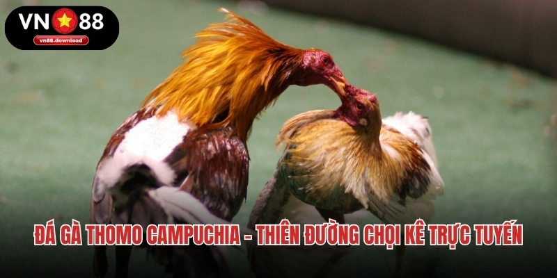 Đá Gà Thomo Campuchia VN88 – Thiên Đường Chọi Kê Trực Tuyến