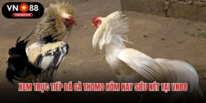 Xem Trực Tiếp Đá Gà Thomo Hôm Nay Siêu Nét Tại VN88