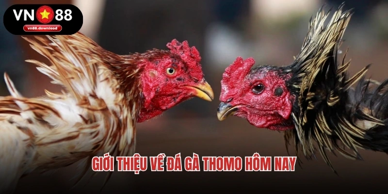 Giới thiệu về đá gà Thomo hôm nay