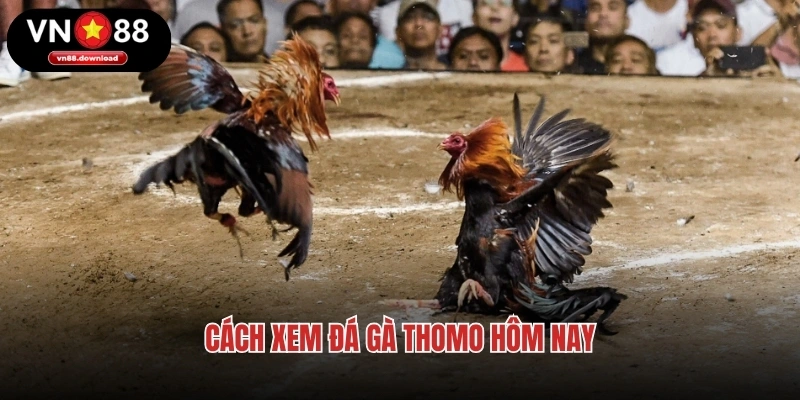 Cách xem đá gà Thomo hôm nay