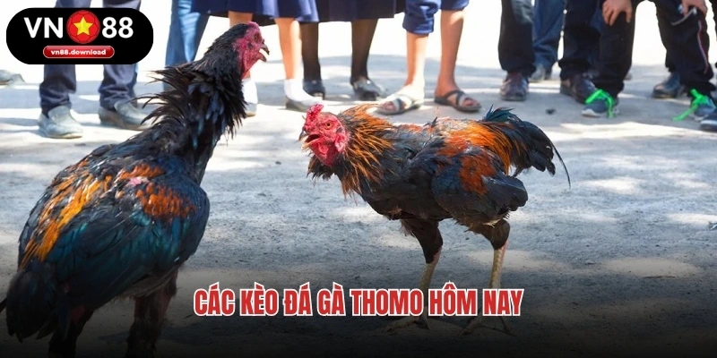 Các kèo đá gà Thomo hôm nay