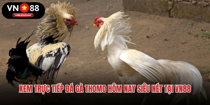 Xem Trực Tiếp Đá Gà Thomo Hôm Nay Siêu Nét Tại VN88