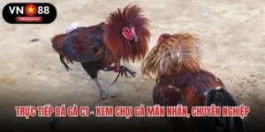 Trực Tiếp Đá Gà C1 – Xem Chọi Gà Mãn Nhãn, Chuyên Nghiệp