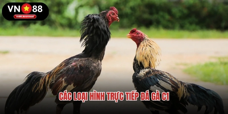 Các loại hình trực tiếp đá gà C1