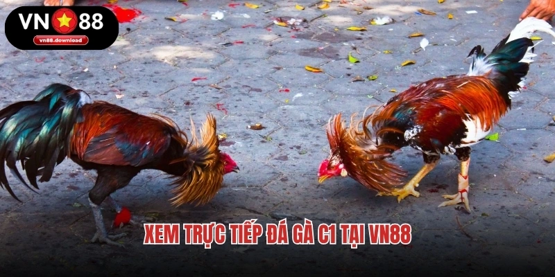 Xem trực tiếp đá gà C1 tại VN88